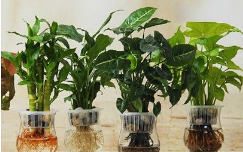 家庭植物風(fēng)水的擺放有什么講究